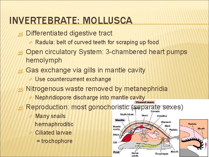 INVERTEBRATE: MOLLUSCA Differentiated digestive tract Open circulatory System: 3 -chambered heart pumps hemolymph Gas