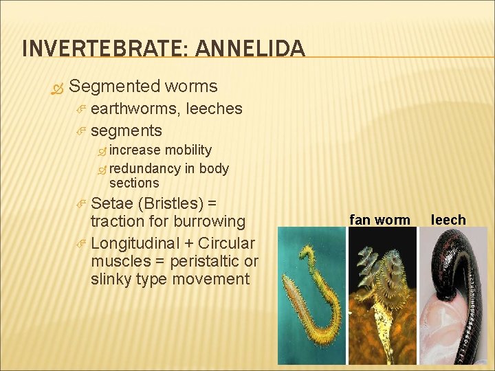 INVERTEBRATE: ANNELIDA Segmented worms earthworms, leeches segments increase mobility redundancy in body sections Setae