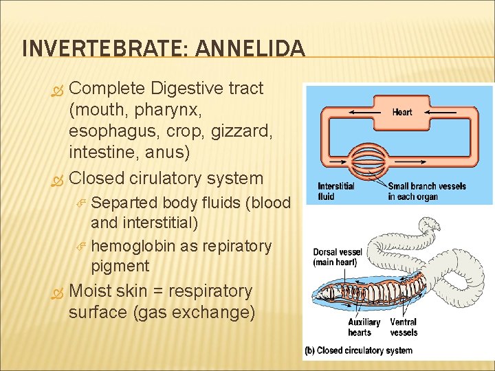 INVERTEBRATE: ANNELIDA Complete Digestive tract (mouth, pharynx, esophagus, crop, gizzard, intestine, anus) Closed cirulatory