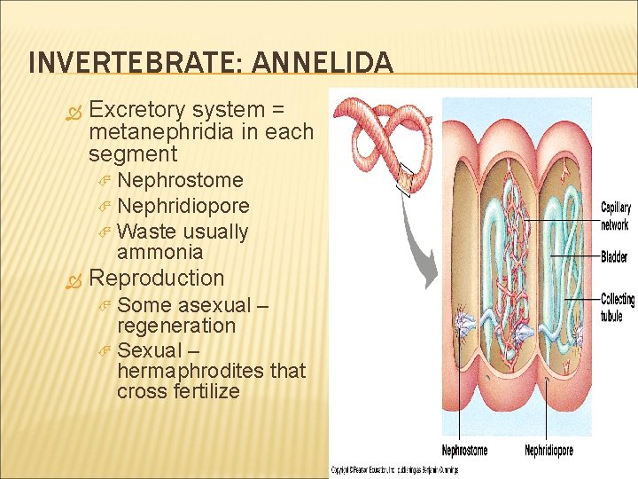 INVERTEBRATE: ANNELIDA Excretory system = metanephridia in each segment Nephrostome Nephridiopore Waste usually ammonia