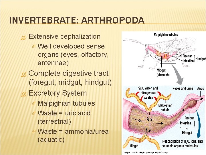 INVERTEBRATE: ARTHROPODA Extensive cephalization Well developed sense organs (eyes, olfactory, antennae) Complete digestive tract