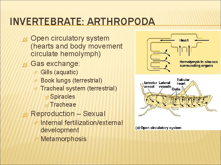 INVERTEBRATE: ARTHROPODA Open circulatory system (hearts and body movement circulate hemolymph) Gas exchange: Gills