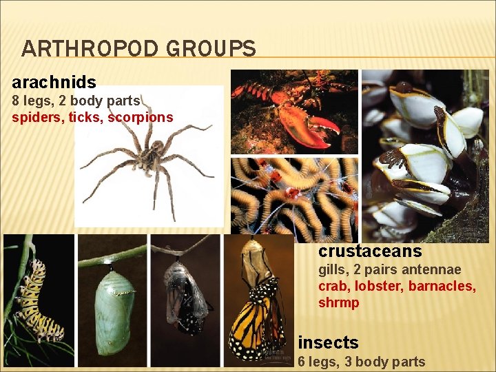 ARTHROPOD GROUPS arachnids 8 legs, 2 body parts spiders, ticks, scorpions crustaceans gills, 2