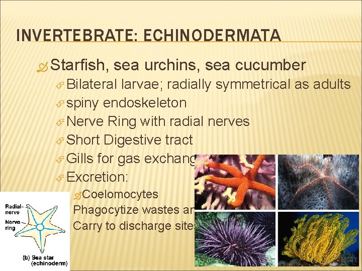 INVERTEBRATE: ECHINODERMATA Starfish, sea urchins, sea cucumber Bilateral larvae; radially symmetrical as adults spiny