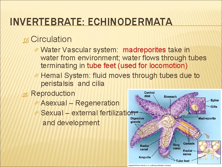 INVERTEBRATE: ECHINODERMATA Circulation Water Vascular system: madreporites take in water from environment; water flows