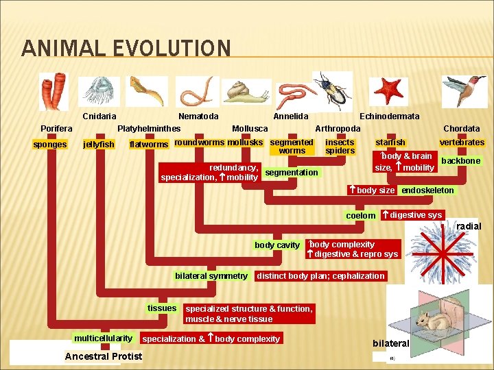 ANIMAL EVOLUTION Cnidaria Porifera sponges jellyfish Nematoda Platyhelminthes Annelida Mollusca Echinodermata Arthropoda flatworms roundworms