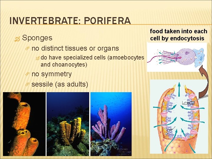 INVERTEBRATE: PORIFERA Sponges no distinct tissues or organs do have specialized cells (amoebocytes and