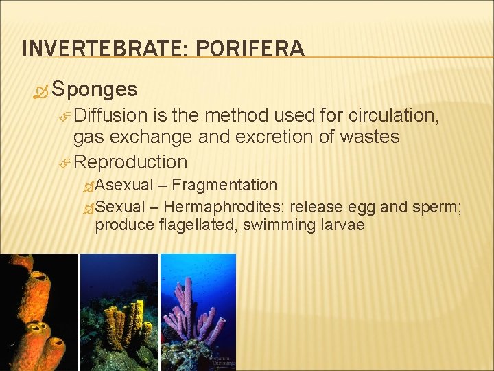 INVERTEBRATE: PORIFERA Sponges Diffusion is the method used for circulation, gas exchange and excretion