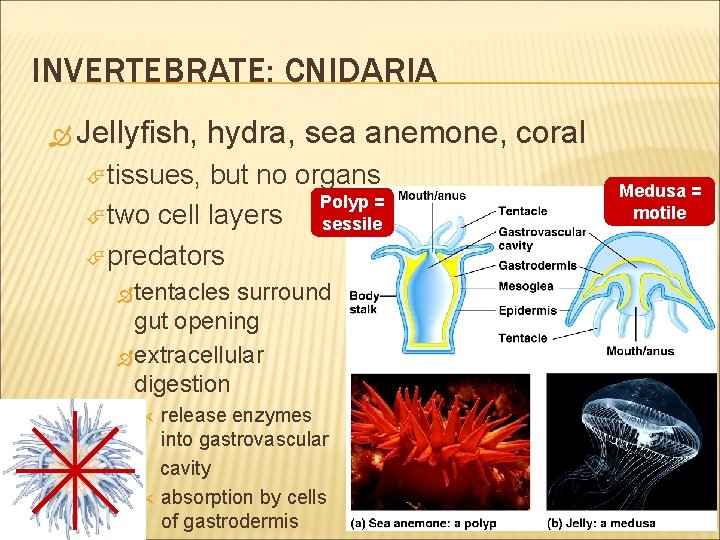 INVERTEBRATE: CNIDARIA Jellyfish, hydra, sea anemone, coral tissues, but no organs Polyp = two