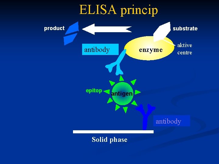 ELISA princip product substrate antibody epitop enzyme aktive centre antigen antibody Solid phase 