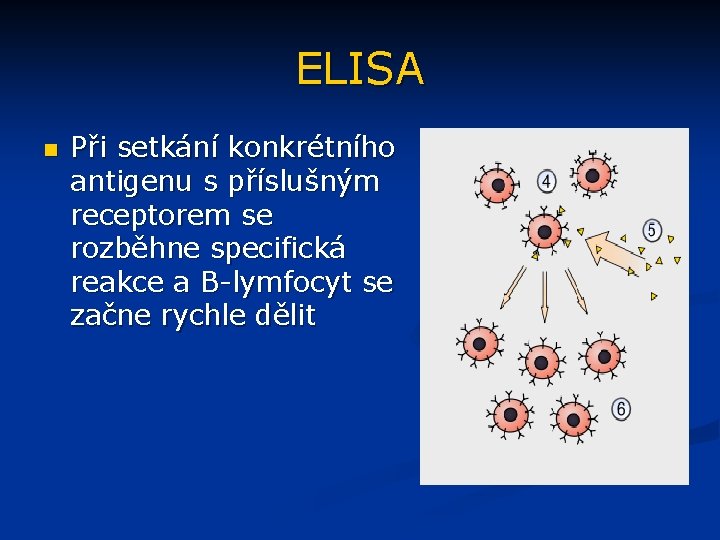 ELISA n Při setkání konkrétního antigenu s příslušným receptorem se rozběhne specifická reakce a