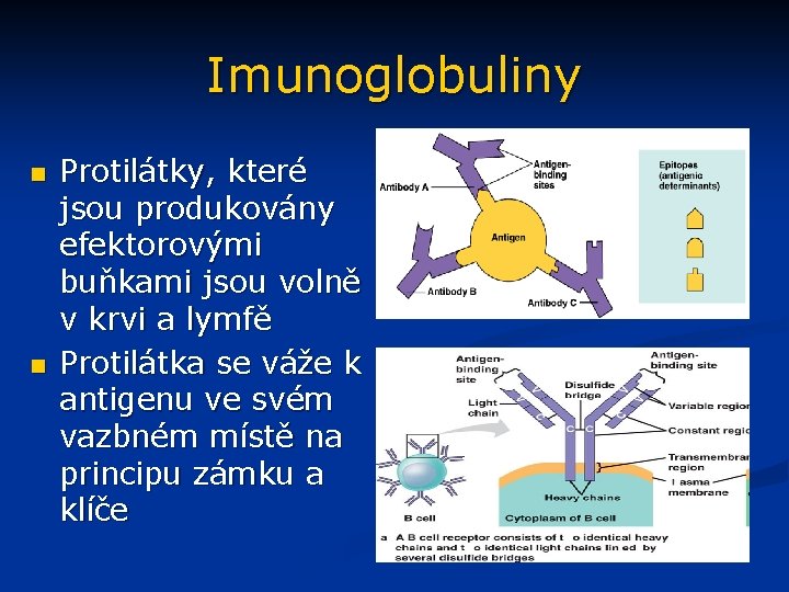 Imunoglobuliny n n Protilátky, které jsou produkovány efektorovými buňkami jsou volně v krvi a