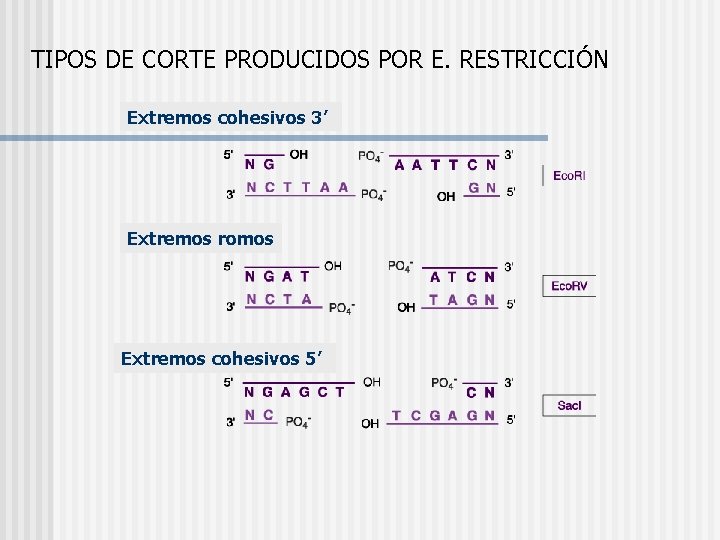 TIPOS DE CORTE PRODUCIDOS POR E. RESTRICCIÓN Extremos cohesivos 3’ Extremos romos Extremos cohesivos