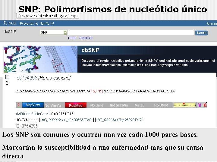 SNP: Polimorfismos de nucleótido único Los SNP son comunes y ocurren una vez cada