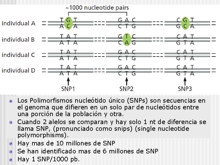 Los Polimorfismos nucleótido único (SNPs) son secuencias en el genoma que difieren en un
