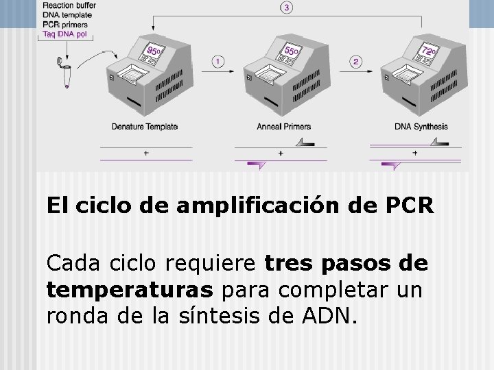 El ciclo de amplificación de PCR Cada ciclo requiere tres pasos de temperaturas para