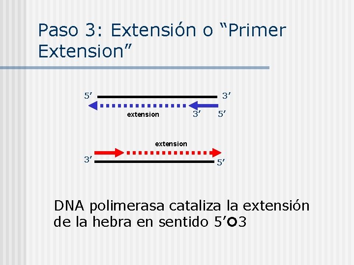 Paso 3: Extensión o “Primer Extension” 5’ 3’ extension 3’ 5’ DNA polimerasa cataliza