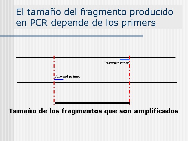 El tamaño del fragmento producido en PCR depende de los primers Reverse primer Forward