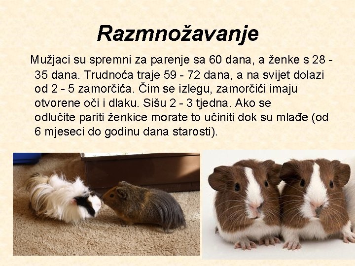 Razmnožavanje Mužjaci su spremni za parenje sa 60 dana, a ženke s 28 -