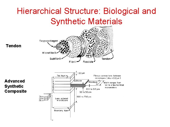 Hierarchical Structure: Biological and Synthetic Materials Tendon Advanced Synthetic Composite 