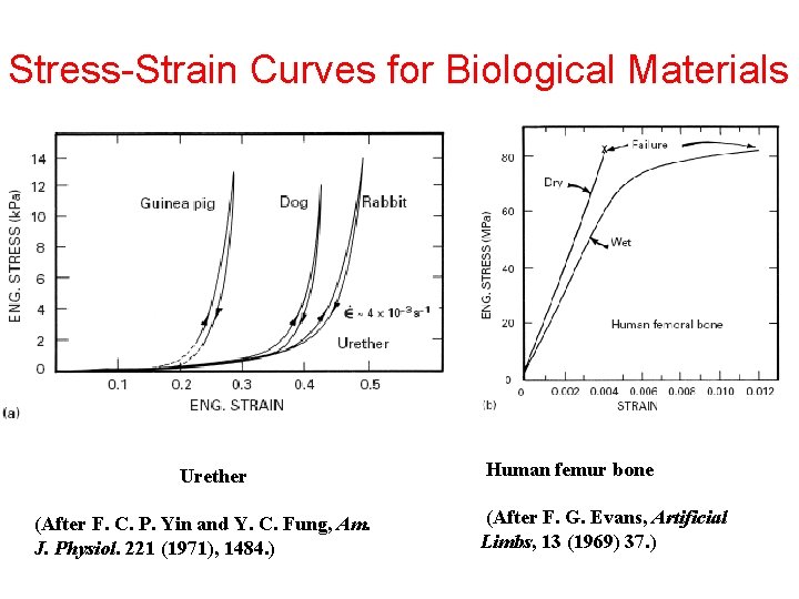 Stress-Strain Curves for Biological Materials Urether (After F. C. P. Yin and Y. C.