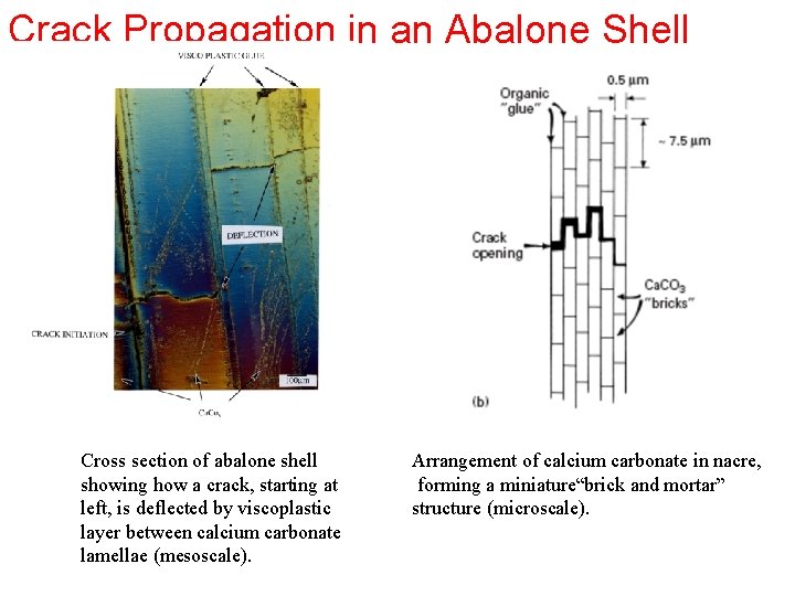 Crack Propagation in an Abalone Shell Cross section of abalone shell showing how a
