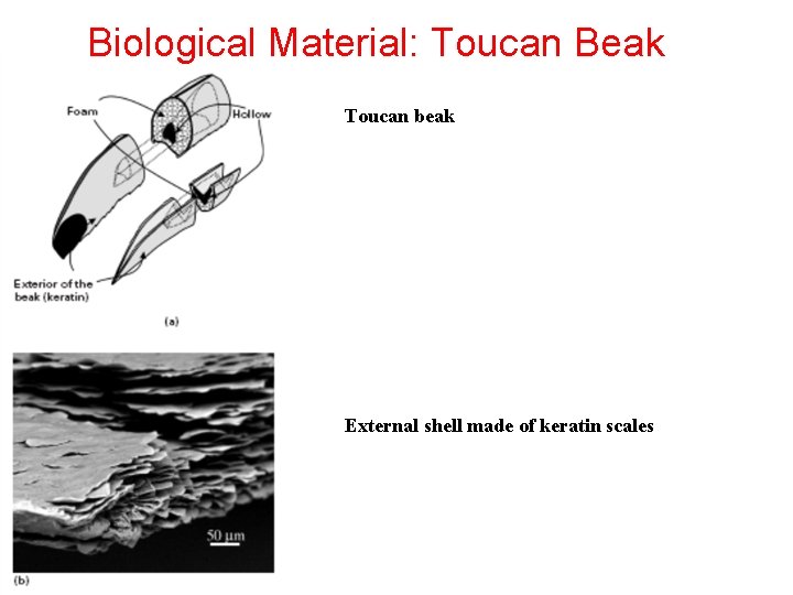 Biological Material: Toucan Beak Toucan beak External shell made of keratin scales 