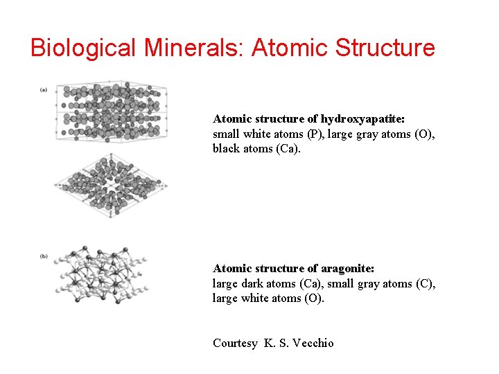 Biological Minerals: Atomic Structure Atomic structure of hydroxyapatite: small white atoms (P), large gray