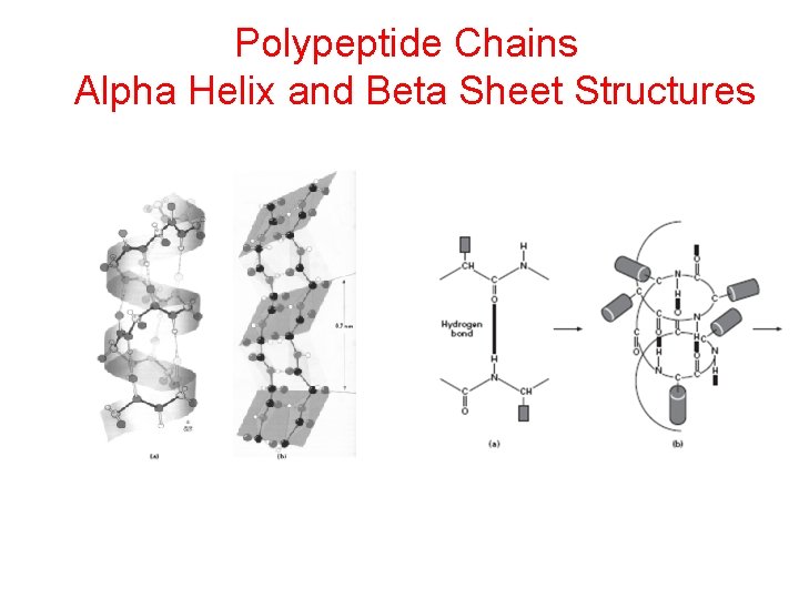 Polypeptide Chains Alpha Helix and Beta Sheet Structures 