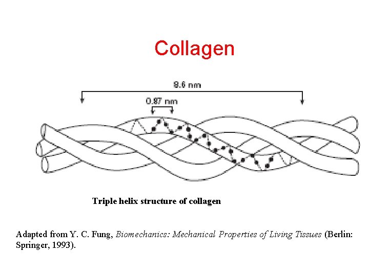 Collagen Triple helix structure of collagen Adapted from Y. C. Fung, Biomechanics: Mechanical Properties