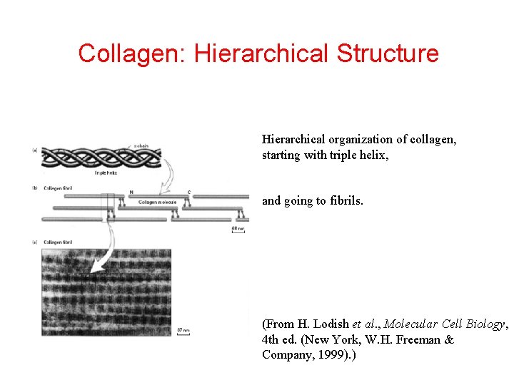 Collagen: Hierarchical Structure Hierarchical organization of collagen, starting with triple helix, and going to