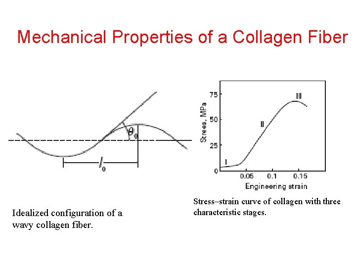 Mechanical Properties of a Collagen Fiber Idealized configuration of a wavy collagen fiber. Stress–strain