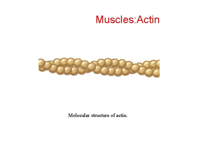 Muscles: Actin Molecular structure of actin. 