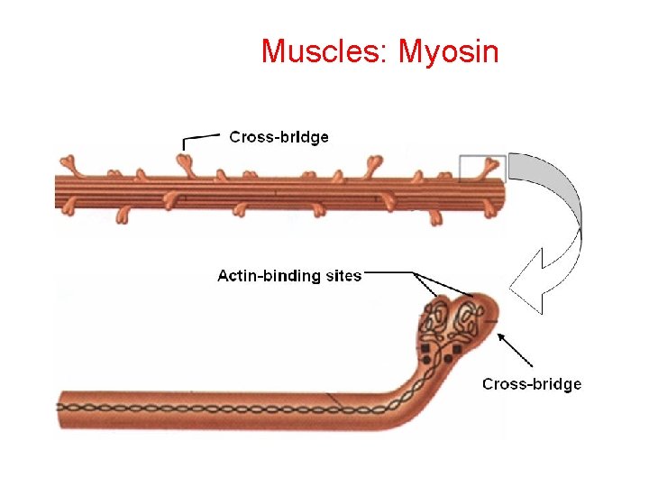 Muscles: Myosin 