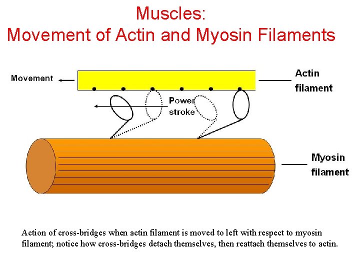 Muscles: Movement of Actin and Myosin Filaments Action of cross-bridges when actin filament is
