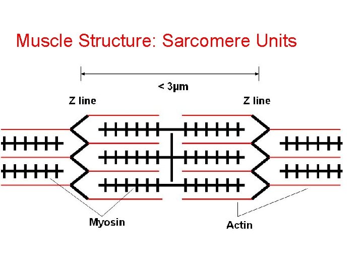 Muscle Structure: Sarcomere Units 