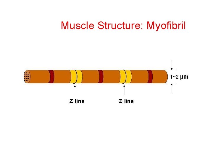 Muscle Structure: Myofibril 