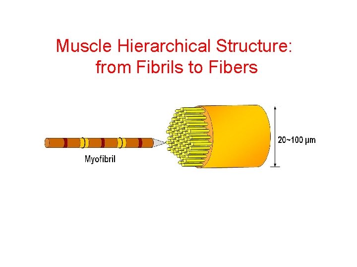 Muscle Hierarchical Structure: from Fibrils to Fibers 