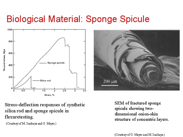 Biological Material: Sponge Spicule Stress-deflection responses of synthetic silica rod and sponge spicule in