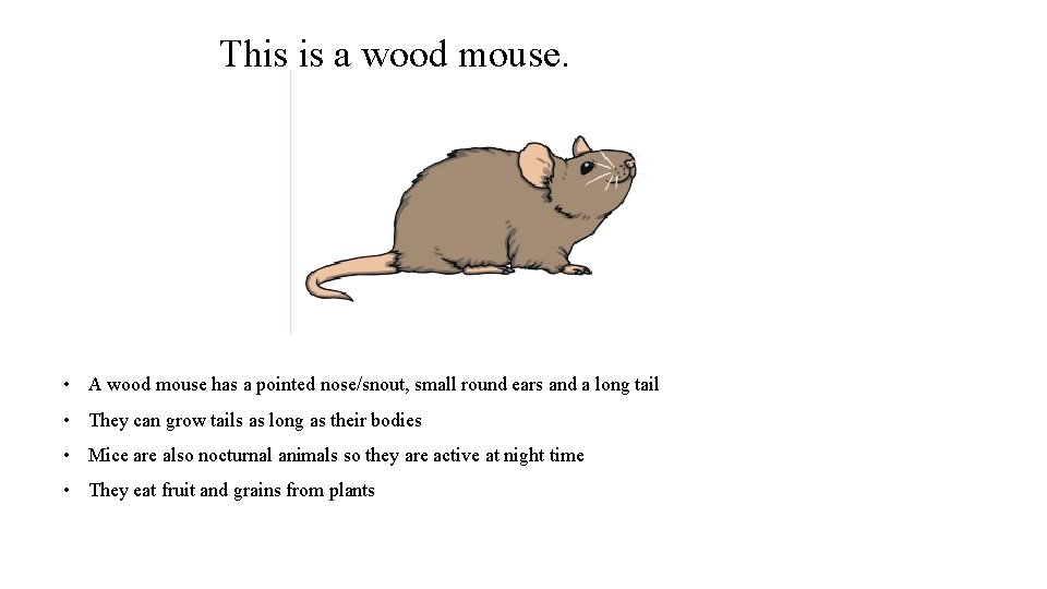 This is a wood mouse. • A wood mouse has a pointed nose/snout, small
