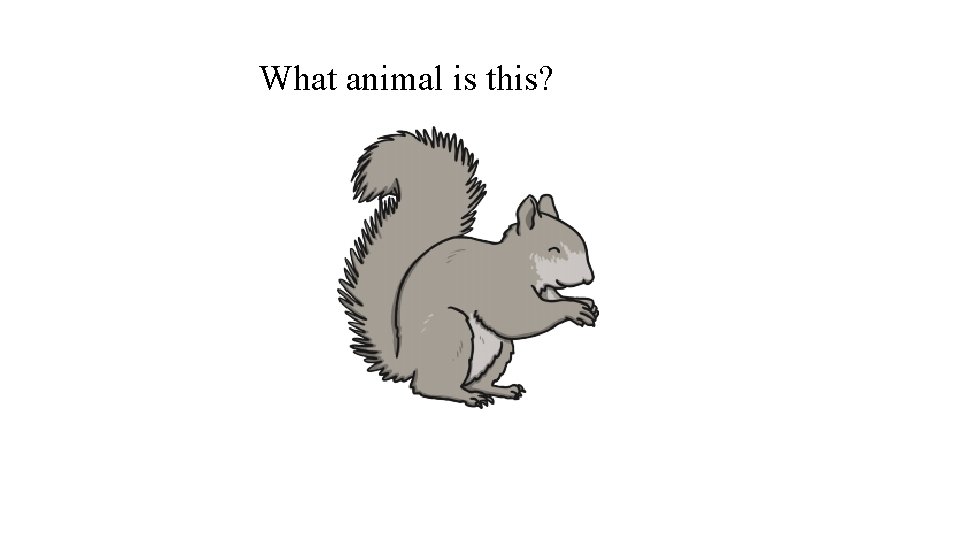 What animal is this? 