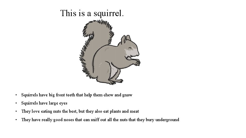 This is a squirrel. • Squirrels have big front teeth that help them chew