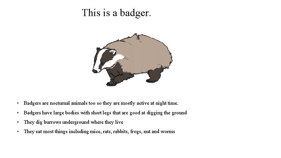 This is a badger. • Badgers are nocturnal animals too so they are mostly