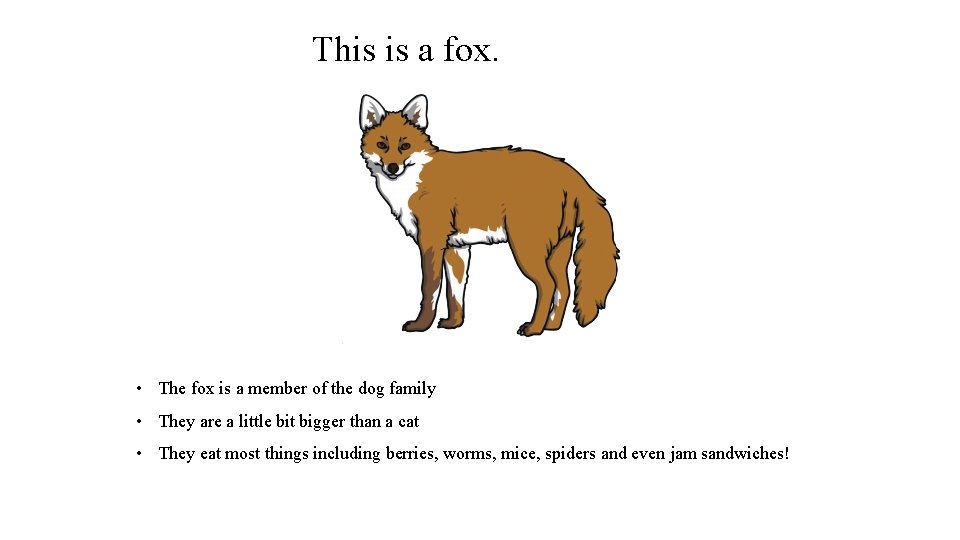 This is a fox. • The fox is a member of the dog family