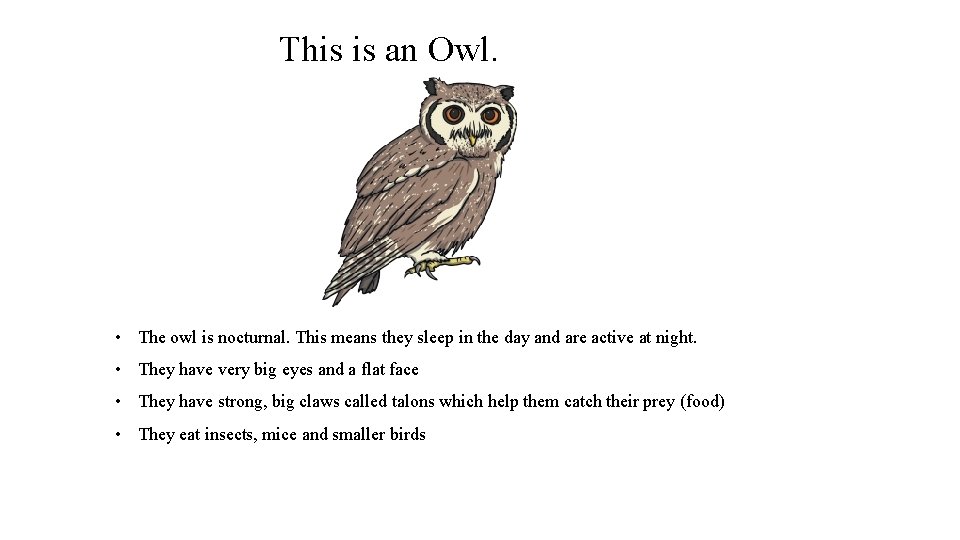 This is an Owl. • The owl is nocturnal. This means they sleep in