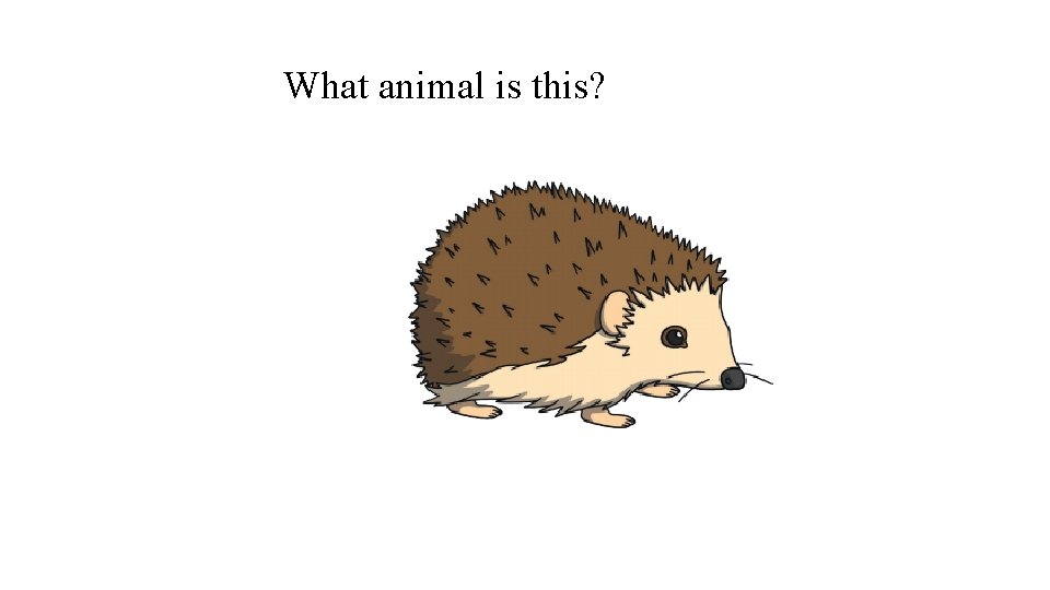 What animal is this? 