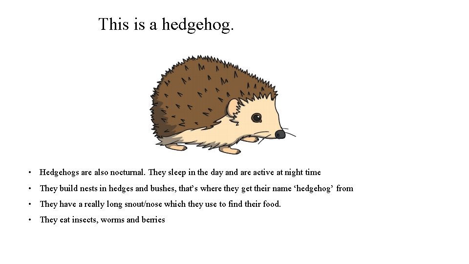 This is a hedgehog. • Hedgehogs are also nocturnal. They sleep in the day