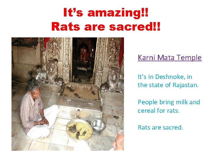 It’s amazing!! Rats are sacred!! Karni Mata Temple It’s in Deshnoke, in the state