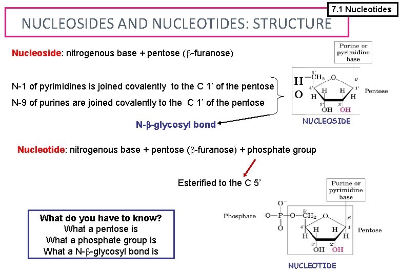 7. 1 Nucleotides NUCLEOSIDES AND NUCLEOTIDES: STRUCTURE Nucleoside: nitrogenous base + pentose (b-furanose) N-1
