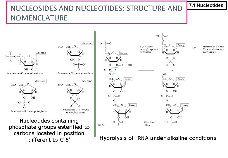 NUCLEOSIDES AND NUCLEOTIDES: STRUCTURE AND NOMENCLATURE Nucleotides containing phosphate groups esterified to carbons located